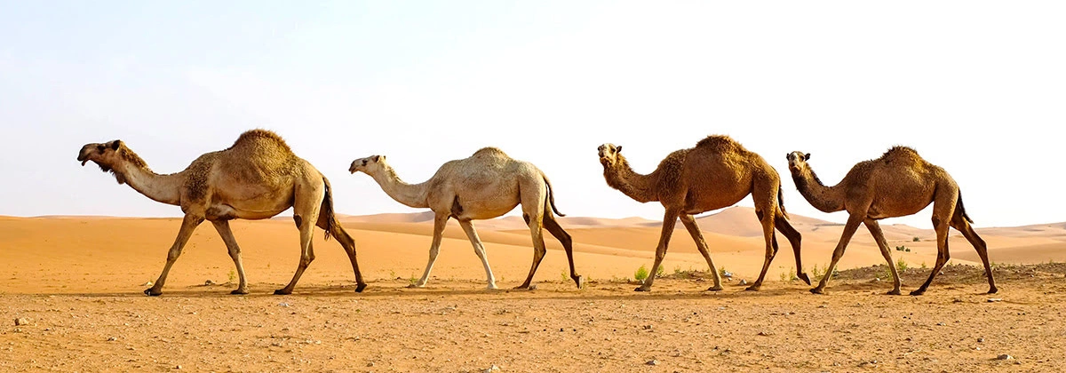 Camel GPS Tracking Camel GPS Tracking